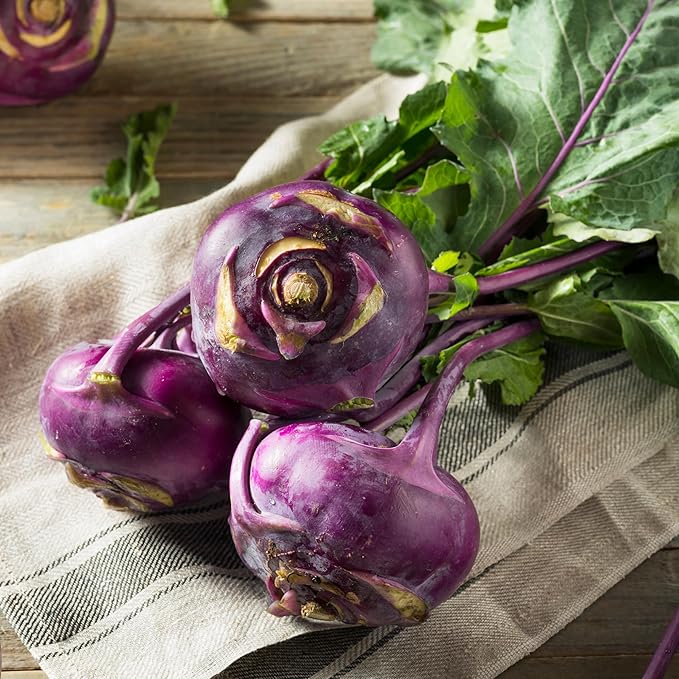 Seed Needs Kohlrabi Seeds for Planting Purple Vienna Kohlrabi Crops - Non-GMO Heirloom & Untreated Vegetable Seed to Plant an Outdoor Home Grown Veggie Garden (Purple Kohlrabi, 5 Packs (2,500 Seeds))