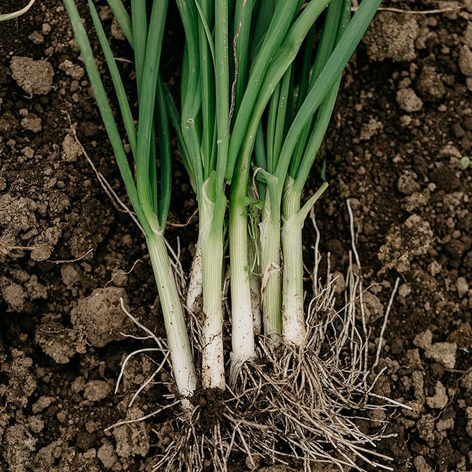 Organic Onion Seeds (Bunching Evergreen) - Approx 200 Seeds - USDA Organic, Non-GMO, Open Pollinated, Heirloom, USA Origin