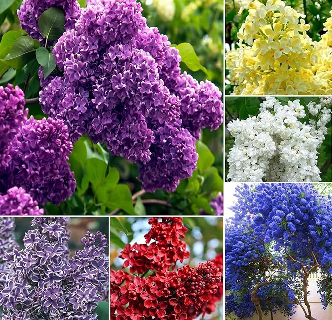 25pcs California Lilac Tree Seeds Mix Flowers Fragrant Hardy Perennial