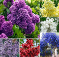 25pcs California Lilac Tree Seeds Mix Flowers Fragrant Hardy Perennial