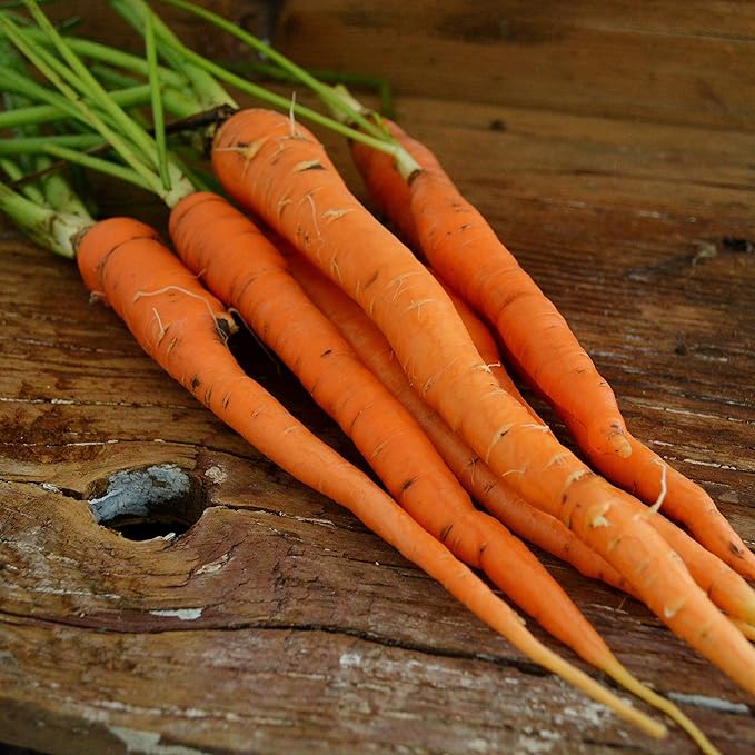 Imperator 58 Carrot - 150 Seeds - Heirloom & Open-Pollinated Variety, Non-GMO Vegetable Seeds for Planting Indoors or Outdoors in Containers or The Home Garden, Thresh Seed Company