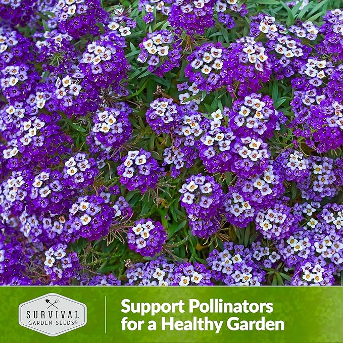 Alyssum Seeds for Planting - Sweet Royal Carpet Purple Alyssum - Fragrant Perennial Flower & Ground Cover - Heirloom Non-GMO - Survival Garden Seeds (1 Pack)