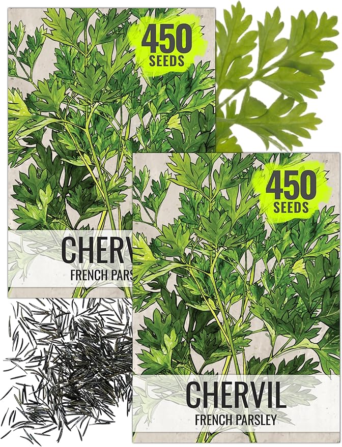 Seed Needs Chervil Seeds for Planting - Non-GMO, Heirloom & Untreated Annual Herbs - Grow an Indoor/Outdoor Garden Full of Culinary French Parsley (2 Packs)