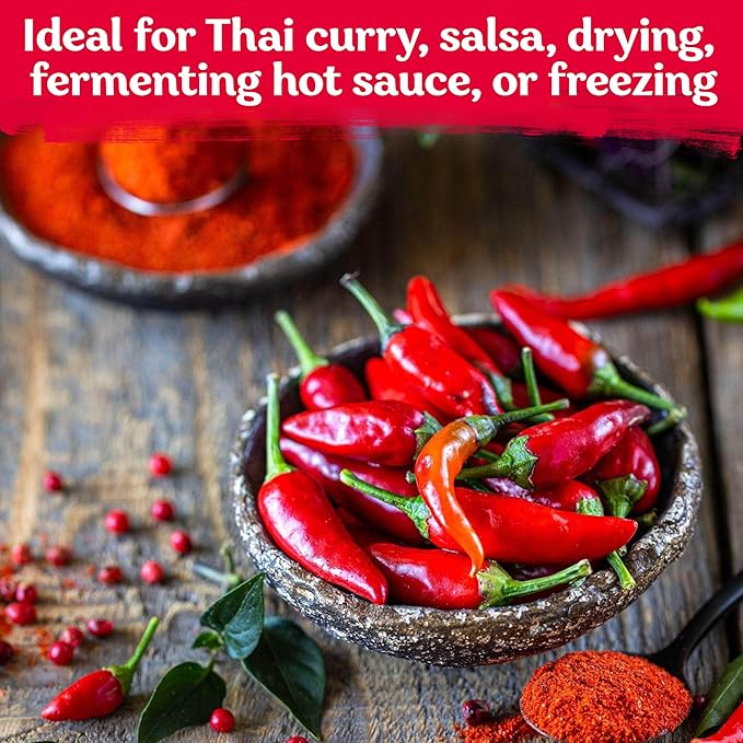 KVITER 75 Birds Eye Chili Pepper Seeds for Planting (Capsicum Annuum) — Thai Chili Red Pepper, Extra‑Hot 50K-100K SHU, High‑Yield Bush — Heirloom & Organic Vegetable Seeds for Outdoor & Indoor Garden