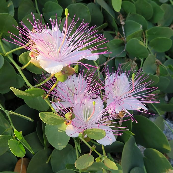 Outsidepride Caper Bush Seeds - 200 Pcs. Perennial, Low Maintenance, Herb Seeds for Planting Edible Fleshy Leaves & Large Pinkish-White Blooms for Culinary Use & Pollinator Gardens