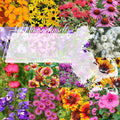 Massachusetts Bulk Perennial Wildflower Seed Mix 1lb Covers 2,000sq-ft - Attract Pollinators, Multi-Color Blooms - Northeast US Species Plant in Spring/Fall - Earth-Friendly Packaging (1/2 Pound)