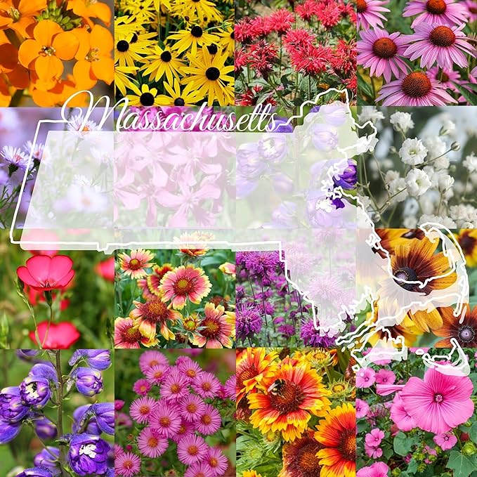 Massachusetts Bulk Perennial Wildflower Seed Mix 1lb Covers 2,000sq-ft - Attract Pollinators, Multi-Color Blooms - Northeast US Species Plant in Spring/Fall - Earth-Friendly Packaging (1/4 Pound)