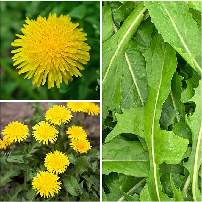Seed Needs Dandelion Seeds for Planting Taraxacum officinale - Non-GMO Heirloom & Untreated Perennial Herbs - Grow Salad Greens, Food for Tortoises, Rabbits & Bearded Dragons (1 Pack)