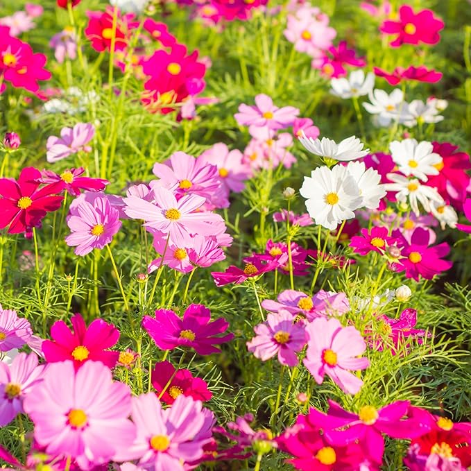 The Old Farmer's Almanac Cosmos Sensation Mix Flower Seeds - Premium Non-GMO, Open Pollinated, 1 Packet, 2 Grams, Approx 200 Seeds