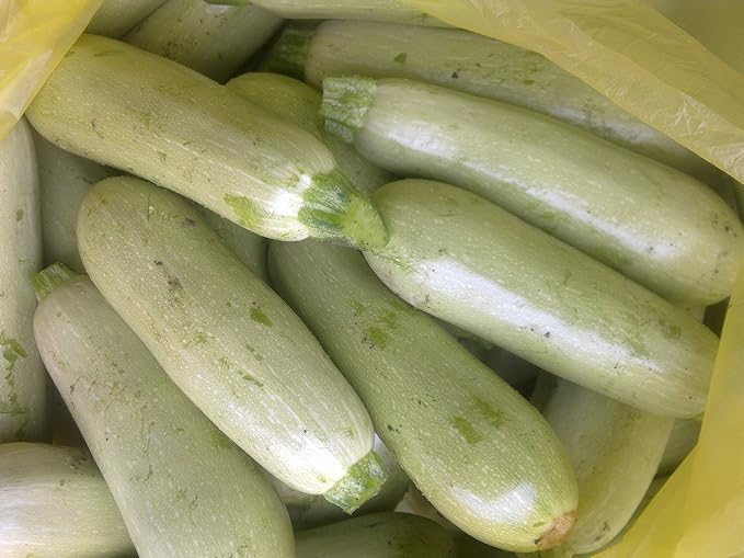 Seeds Squash Zucchini Aspirant 38 Days White Bush Vegetable for Planting Heirloom Non GMO