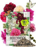Seed Needs Hollyhock Seeds Double Majorette Blend | 1,000+ Heirloom Seeds Alcea Rosea Biennial Flower | Bulk Holly Hock Seed Garden Favorite | Multicolored Blooms Attracts Pollinators