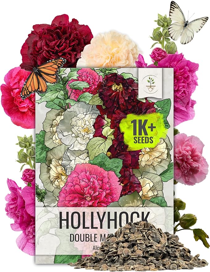 Seed Needs Hollyhock Seeds Double Majorette Blend | 1,000+ Heirloom Seeds Alcea Rosea Biennial Flower | Bulk Holly Hock Seed Garden Favorite | Multicolored Blooms Attracts Pollinators