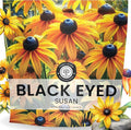 Black Eyed Susan - Large 1 Ounce Packet - 100,000 Flower Seeds for Planting - Rudbeckia hirta