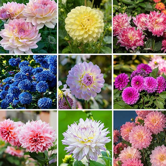 Dahlia Seeds for Planting, 400pcs Rare Perennial Garden Dahlia Flower Seeds Plants, Non-GMO Heirloom Beauty Flowers Home Garden for Outdoors