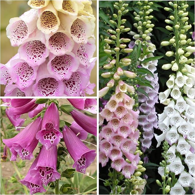 Seed Needs Excelsior Foxglove Seeds for Planting Mixed Fox Gloves - Heirloom & Open Pollinated Flowers to Plant an Outdoor Butterfly Garden with Colorful Wildflowers (2 Packs)