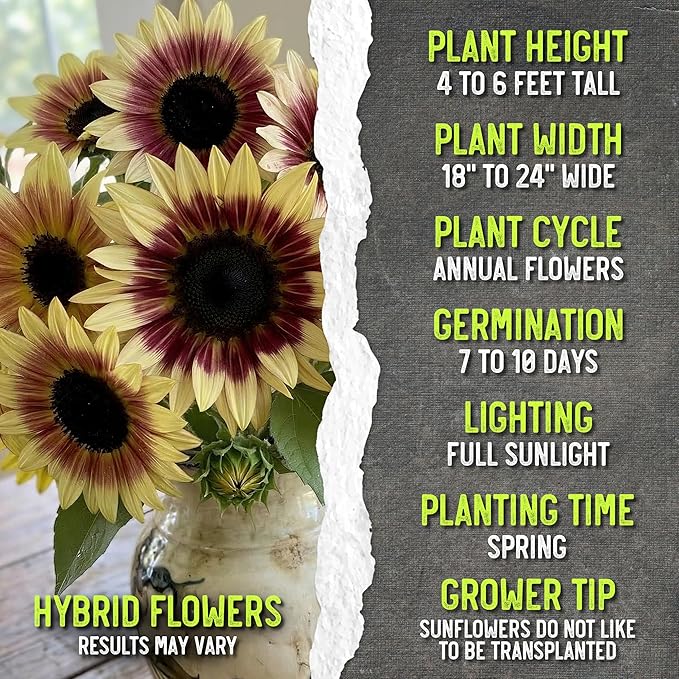 Seed Needs Sunflower Seeds for Planting Cherry Rose Sunflowers - Hybrid Flowers with Unique Bi-Colors for an Outdoors Flower Garden - Great for Cut Flowers in Bouquets & Floral Arrangements (1 Pack)