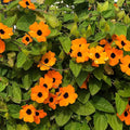 Outsidepride Sunrise Orange Thunbergia Black Eyed Susan Seeds - 200 Pcs Annual, Climbing Vine Flower Seeds for Planting Orange Blooms for Low Maintenance Gardens, Containers, Trellis & Fences