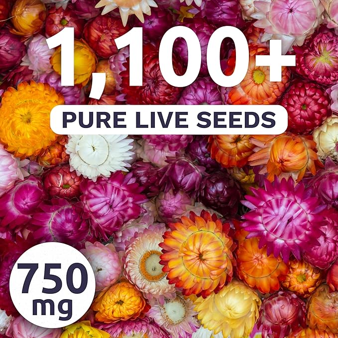 Strawflower Tall Mixed - Large 750mg Envelope - 1,100 Flower Seeds for Planting - Xerochrysum bracteatum