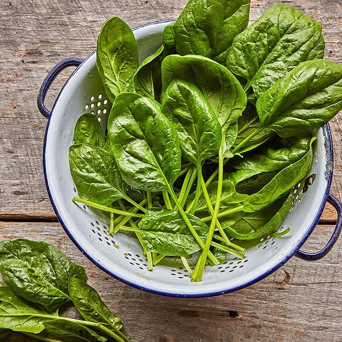 Burpee Bloomsdale Long Standing Spinach Seeds - Heirloom, Slow-Bolting