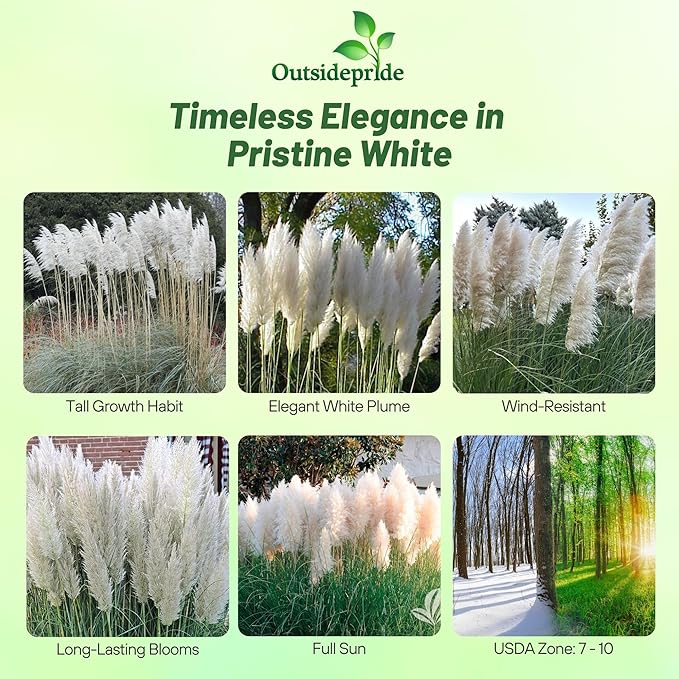 Outsidepride White Pampas Grass Seeds – 2,000 Pcs. Perennial, Drought-Tolerant Ornamental Grass for Large Garden Borders, Privacy Landscaping, Xeriscaping, and Low-Maintenance Outdoor Spaces