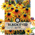 Black Eyed Susan - Large 5g Envelope - 15,000 Flower Seeds for Planting - Rudbeckia hirta