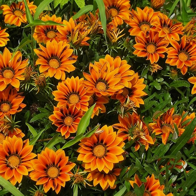 Gazania Daisy Flower Seeds for Planting, 100+ Mixed Gazania Seed, Perennial Flower, Non-GMO Heirloom Gazania Seeds for Garden Home