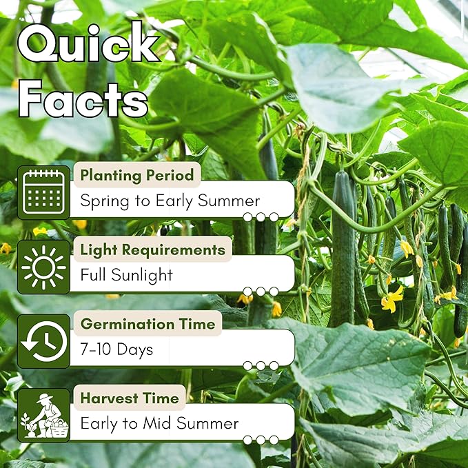 Beit Alpha Persian Cucumber Seeds for Planting - Heirloom, Non-GMO Cucumbers with Mild Flavor & Thin Skin – Fresh Eating Garden Seeds | Woods Creek Seeds