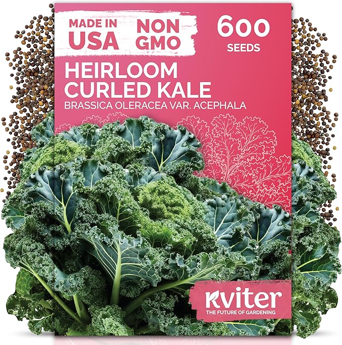 KVITER 600 Vates Blue Scotch Curled Kale (Brassica oleracea VAR. Acephala) Seeds – Cold-Hardy Leafy Green for Gardens and Beds – Nutrient Rich, Frilly Leaves, Excellent for Cooking