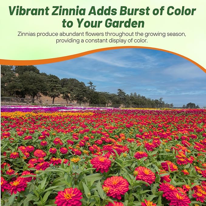 Outsidepride Zinnia Seeds – 25pcs Annual Zinnia Hybrida Profusion Double Hot Cherry Seeds for Planting Outdoors, Ideal for Garden Beds, Pollinator & Cut Flower Gardens, Low Maintenance (AAS Winner)