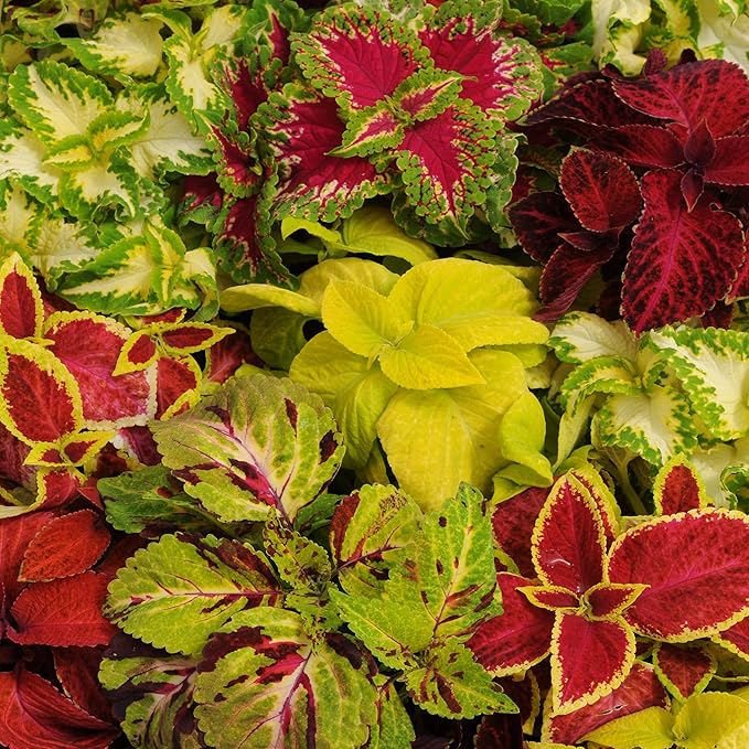 Outsidepride Wizard Mix Coleus Seeds for Planting - 200 Pcs Annual, Compact, & Easy to Grow, Flower Seeds with Serrated Foliage, Ideal for Shaded Areas, Containers, Borders, & Gardens