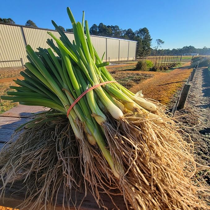 HOSS Vidora Onion Plant Bundle, Short-Day Yellow Variety, Sweet Vidalia-Type, Fall Planting, Pink Root Rot Resistant, Bolting Resistant (50)