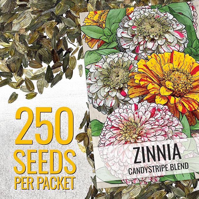 Seed Needs Zinnia Seeds for Planting Candystripe Zinnias - Heirloom & Open Pollinated Annual Cut Flowers - Perfect to Attract Pollinators to a Butterfly Garden (1 Pack)