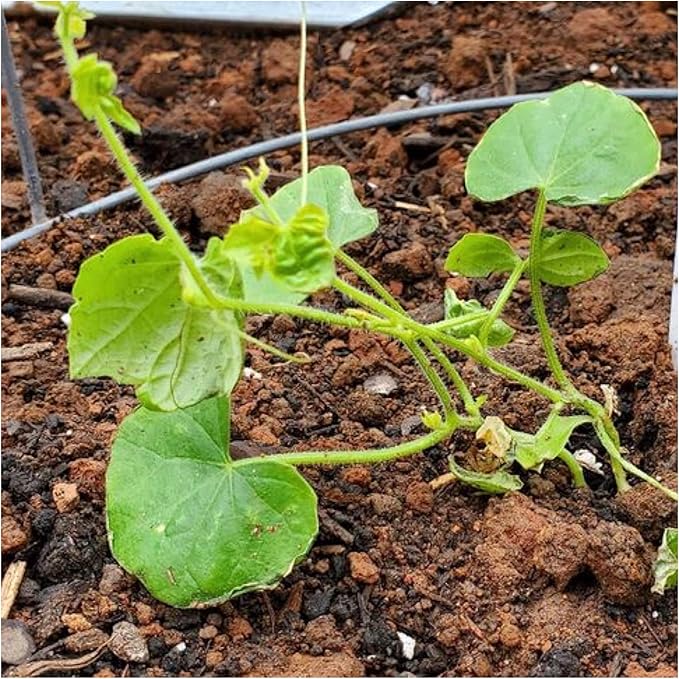 Seed Needs Cucamelon Seeds/Lemon Cucumber Seeds for Planting - Non-GMO, Heirloom & Untreated Vegetables - Grow a Home Grown Outdoor Vegetable Garden (2 Pack Collection)