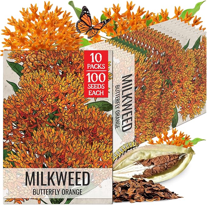 Seed Needs Orange Milkweed Seeds for Planting Butterfly Weed - Heirloom & Untreated Perennial Flower Seed to Grow a Monarch Butterfly Garden (10 Packs)