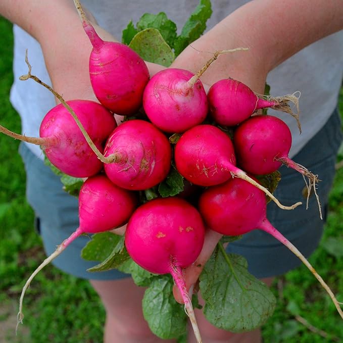 German Giant Pink Radish - 150 Seeds - Heirloom & Open-Pollinated Variety, Easy-to-Grow & Fast-Growing, Non-GMO Vegetable Seeds for Planting Indoors or Outdoors in The Home Garden, Thresh Seed Company