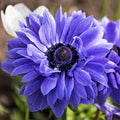 Easy to Grow Anemone Lord Lieutenant 20 Plant Bulbs - Blue Violet Flowers in Spring, Full Sun