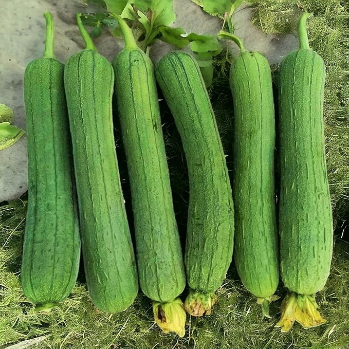 ZEshops 30 Luffa Chubby Pier Gourd Seeds – Non-GMO Heirloom Loofah Vegetable for Planting in Home Gardens, Trellises & Vertical Spaces