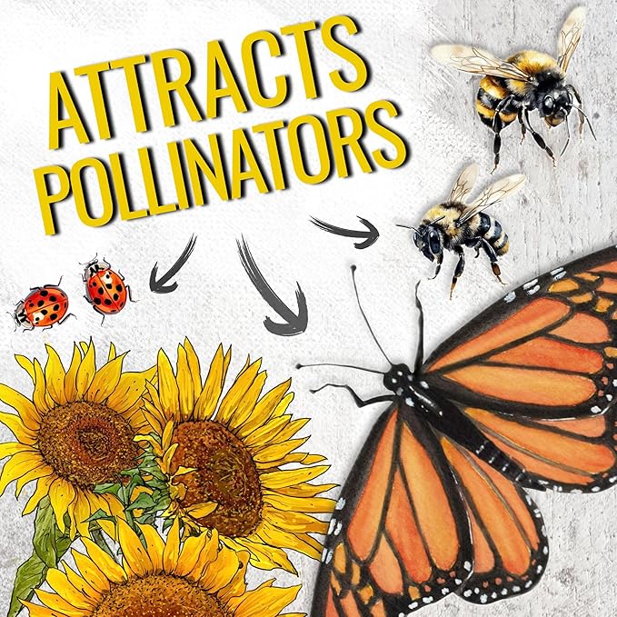 Seed Needs Dwarf Sunflower Seeds for Planting Incredible Sunflowers - Heirloom & Open Pollinated Flowers to Plant an Outdoor Wildflower Garden to Attract Beneficial Pollinators (2 Packs)