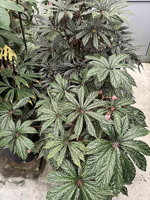 14-10-16 Green Fuel Indoor Houseplant Fertilizer Great for Aroids & Begonia - Commercial Formula - RO/Rain/Tap Water (Half Pint - 8 oz)