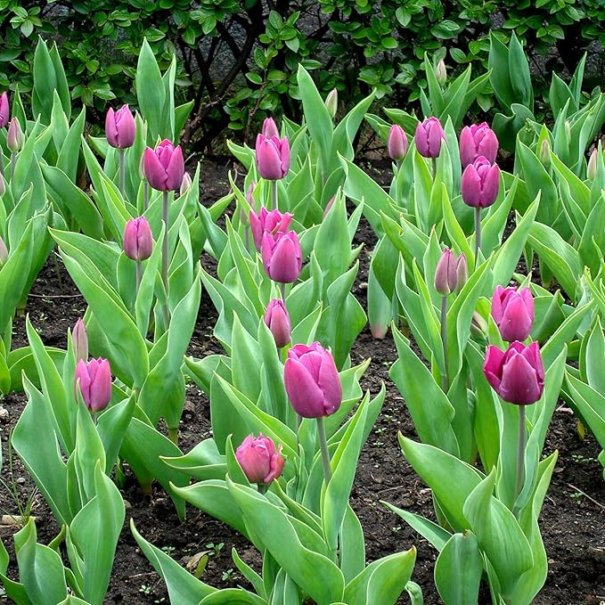 Lavender Purple Triumph Tulip Flowers – Gardener’s Favorite 10‑Bulbs| Pure & Variegated Lavender-Purple Spring Blooms | Sturdy Mid-Spring Perennials – Attracts Bees & Butterflies - USDA Zones 3–8