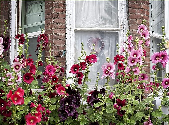 NIKA SEEDS - Seeds Flowers Hollyhock Spring Mix Perennial - 50 Seeds