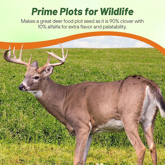 Outsidepride Perennial Clover King Seed Mix - 5 lbs Nitrocoated, Inoculated, Heat & Cold Tolerant, Alfalfa-Enhanced Food Plot Seeds for Deer & Wildlife, Ideal for Spring, Summer, & Winter Food Plots