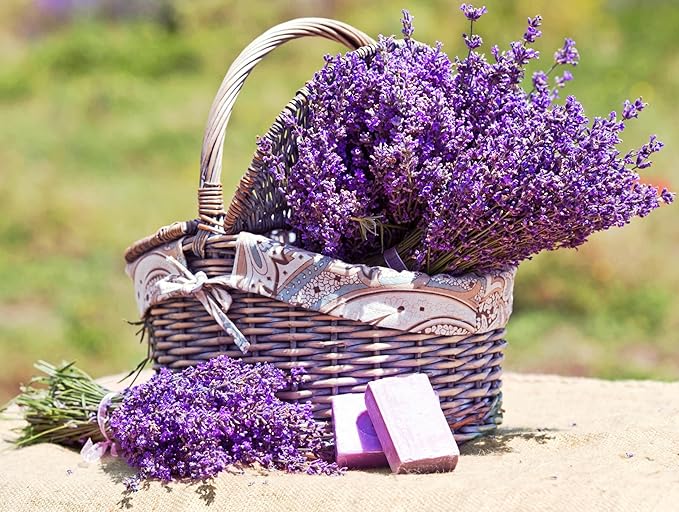 Seeds Lavender Herbs Garden for Planting Non GMO