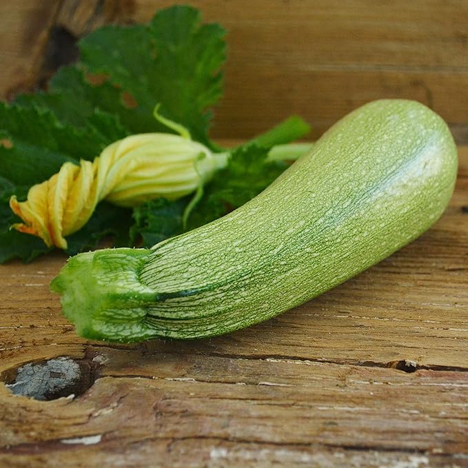 Grey Zucchini - 25 Seeds - Heirloom Zuccchini Variety, Popular for Calabacitas, Non-GMO Heirloom Zucchini Seeds for Planting Outdoors in The Home Garden, Thresh Seed Company