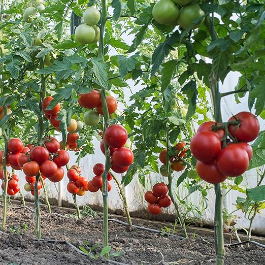 Fertilizer for Tomatoes – Large Size 3 lb Premium Organic Plant Fertilizers with Kelp – Indoor Outdoor Nutrients for Vegetables, Fruits