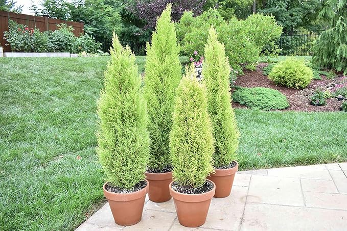 Lemony Christmas Tree. Lemon Cypress 'Goldcrest' (Cupressus Macrocarpa) - Vibrant Yellow-Green Foliage, Citrus Scent, Indoor/Outdoor (2 Cypress-Lemon sacs)