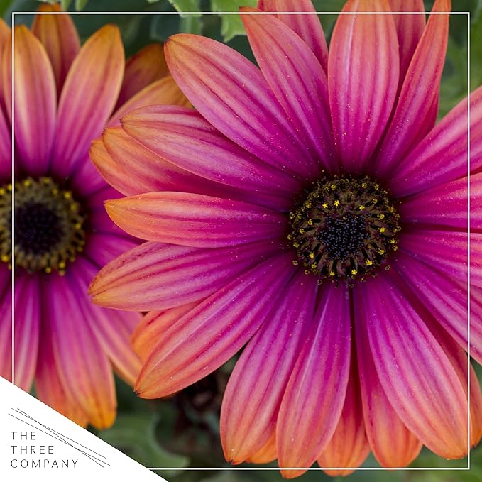 Live Flowering Osteospermum Plant - Copper Amethyst (2 Plants Per Pack), Beautiful African Daisies, Early Spring Color, 12" Tall by 5" Wide in 1 Qt Pot