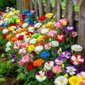 Mixed Lisianthus Seeds for Planting, 202+pcs Rare Perennial Lisianthus Flower Seeds, Non-GMO Eustoma Cut Flowers Beauty Home Garden Ornamental Plants for Outdoors Indoors