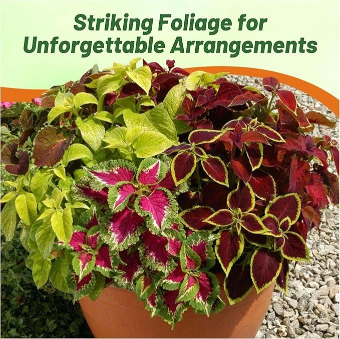 Outsidepride Wizard Mix Coleus Seeds for Planting - 400 Pcs Annual, Compact, & Easy to Grow, Flower Seeds with Serrated Foliage, Ideal for Shaded Areas, Containers, Borders, & Gardens