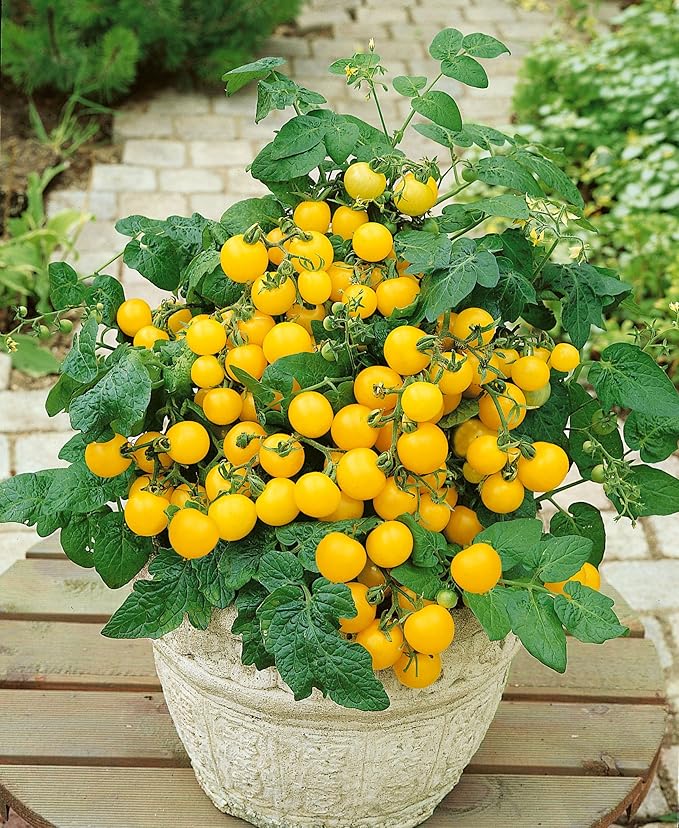 NIKA SEEDS - Seeds Vegetable Indoor Tomato Yellow Dwarf - 25 Seeds